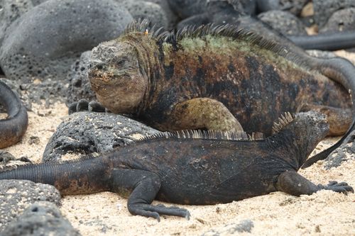 Free stock photo of ecuador, galapagos, iguana Stock Photo