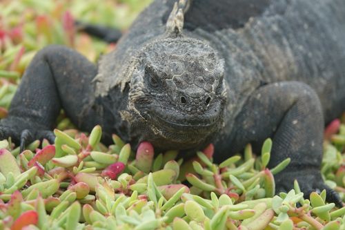Free stock photo of ecuador, galapagos, iguana Stock Photo