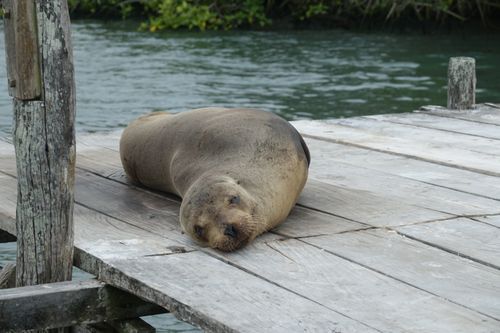 Free stock photo of ecuador, galapagos, sealion Stock Photo