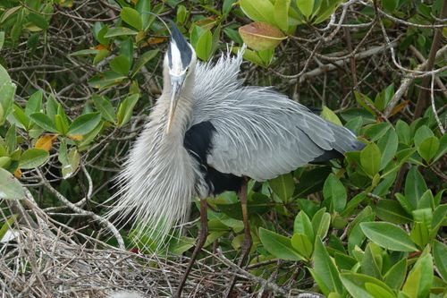 Free stock photo of bird, ecuador, galapagos Stock Photo