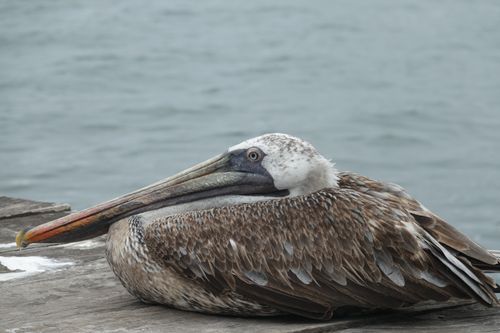 Free stock photo of bird, ecuador, galapagos Stock Photo