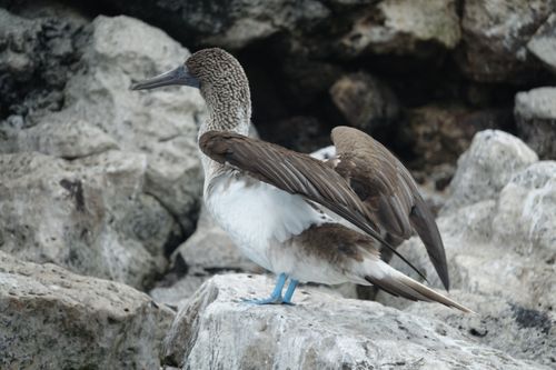 Free stock photo of bird, ecuador, galapagos Stock Photo