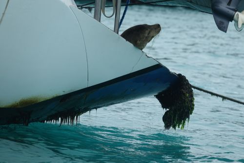 Free stock photo of ecuador, galapagos, sealion Stock Photo