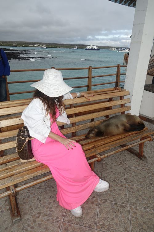 Free stock photo of ecuador, galapagos, sealion Stock Photo