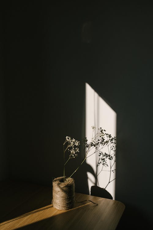 Free White tender flower on thin stem placed on tying twine placed in dark room in ray of light Stock Photo