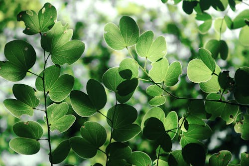 Imagine de stoc gratuită din a închide, fotografie de plante, frunze