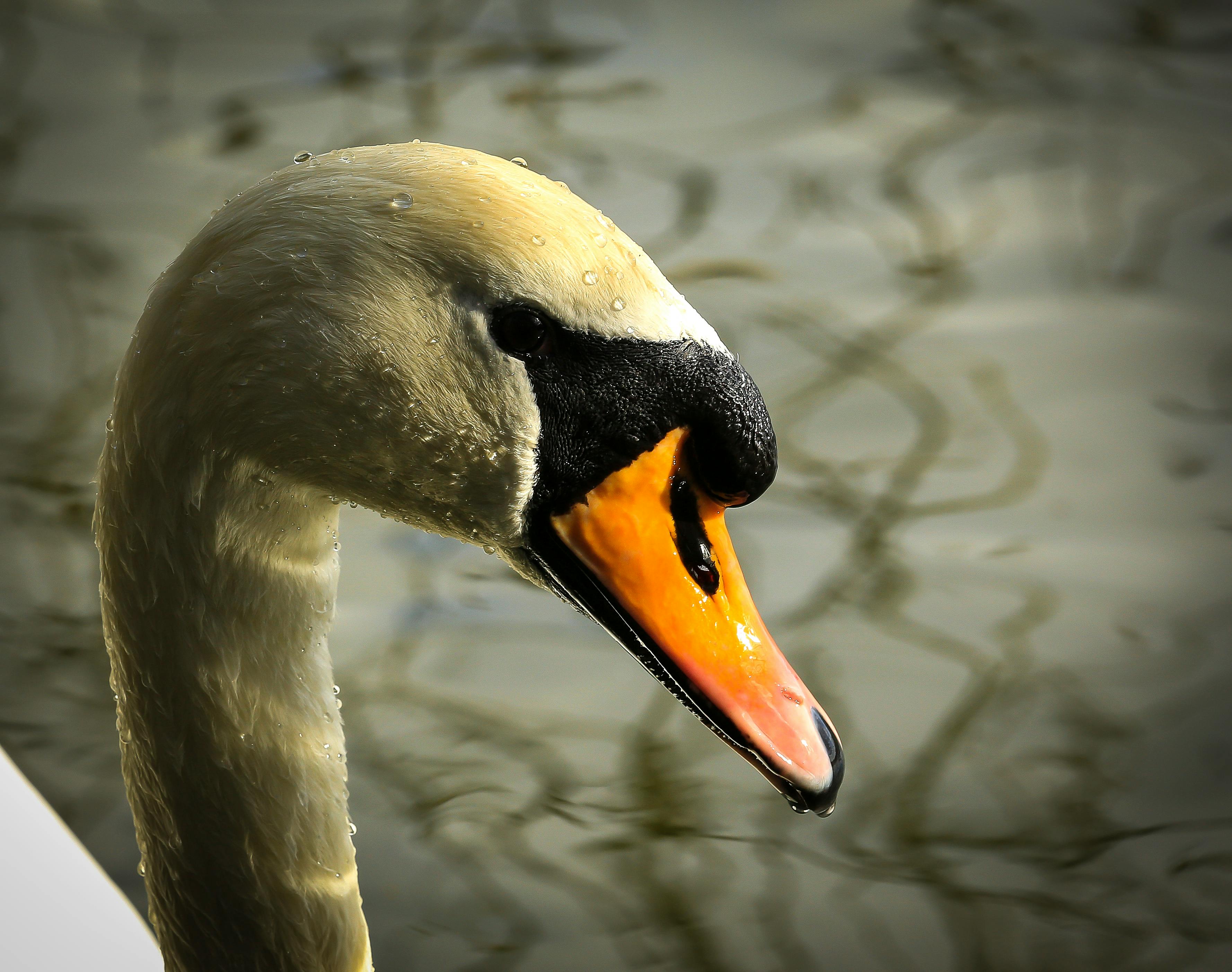 Laser Pro Printer-PR1007 - Detail View