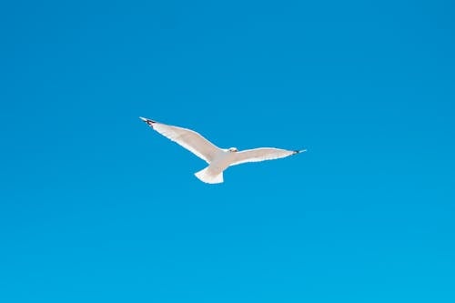 White seagull flying in blue sky in daylight