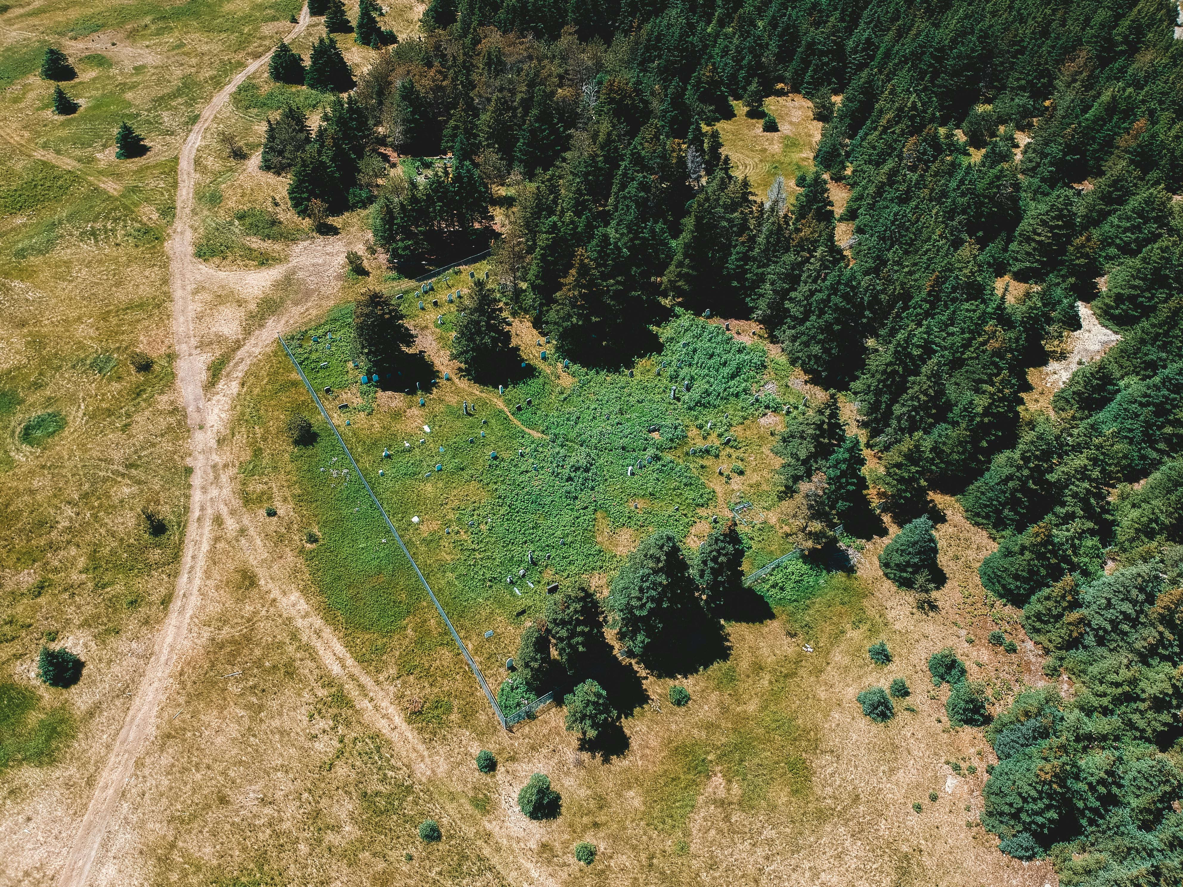 Bright green coniferous trees on dry terrain with pathways · Free Stock ...