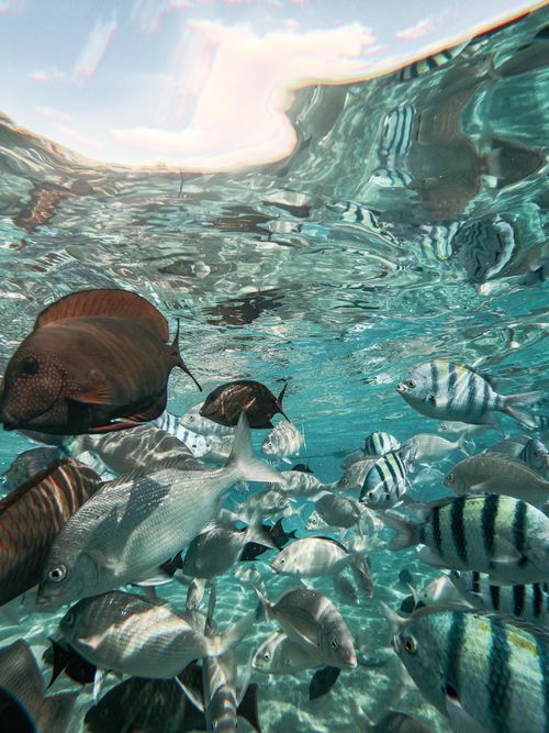 Free Vibrant marine life captured in Eilat's clear waters showcasing diverse aquatic species. Stock Photo