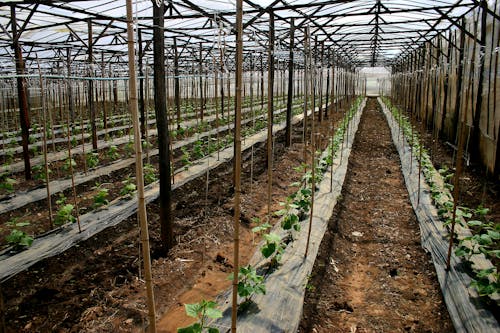Free stock photo of colheita, plantação