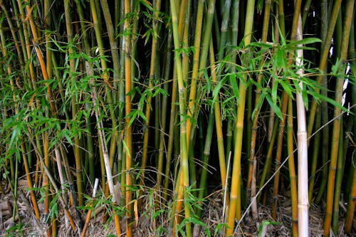 Ilmainen kuvapankkikuva tunnisteilla cana, cana de açúcar, plantação