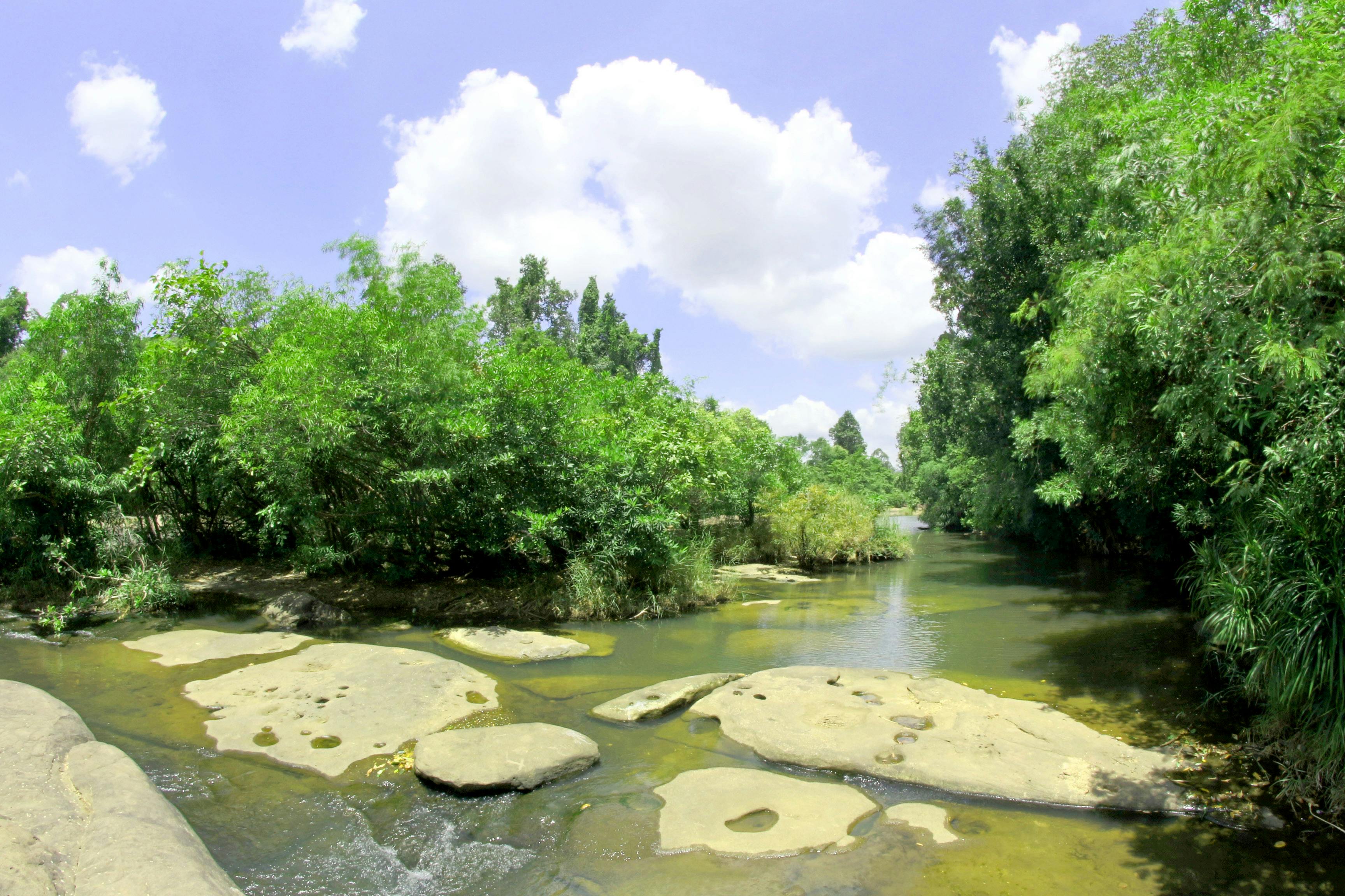 body of water beside trees