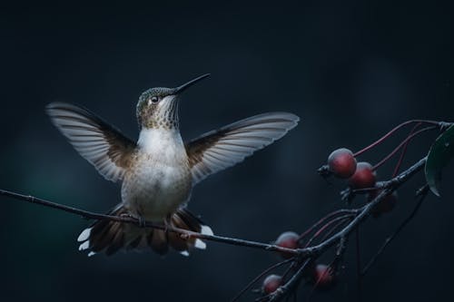 Cute hummingbird with small wings sitting on twig near berries on dark gray background in nature