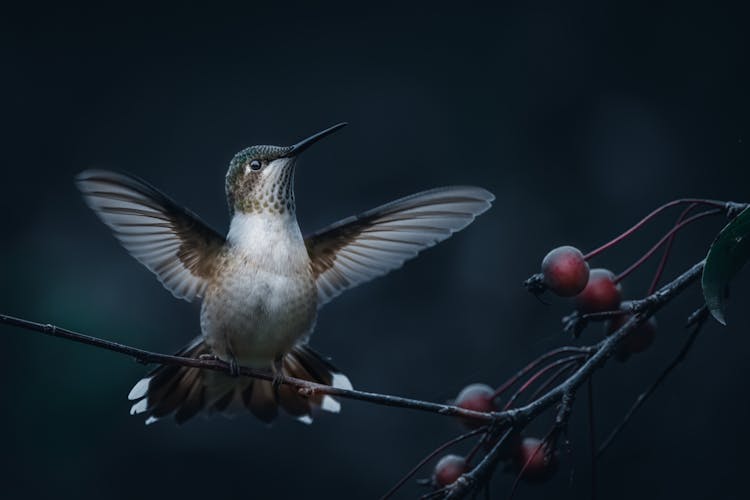 Funny Bird Sitting On Branch With Berries