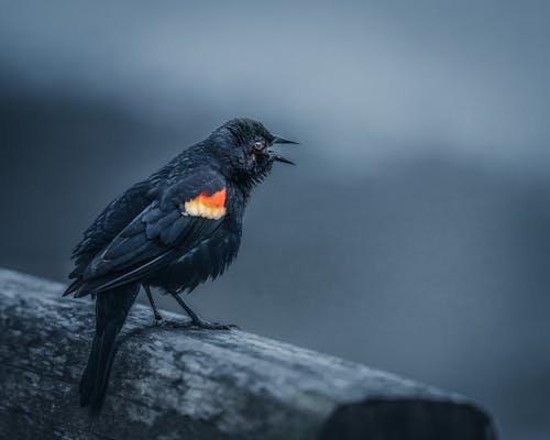 Wild red winged blackbird sitting on shabby wooden log and crying on gray background in countryside