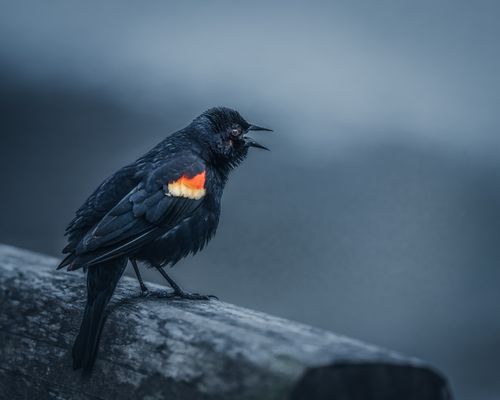 Free Wild red winged blackbird sitting on shabby wooden log and crying on gray background in countryside Stock Photo