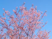 在晴朗的蓝天下，一棵盛开的樱花树充满活力地屹立着，庆祝春天的到来