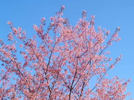 在晴朗的蓝天下，一棵盛开的樱花树充满活力地屹立着，庆祝春天的到来