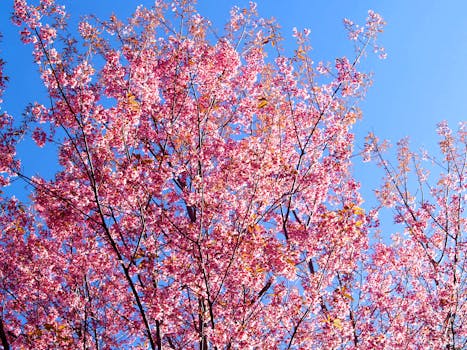 晴朗的蓝天下，盛开着美丽樱花的树，捕捉了春天的宁静