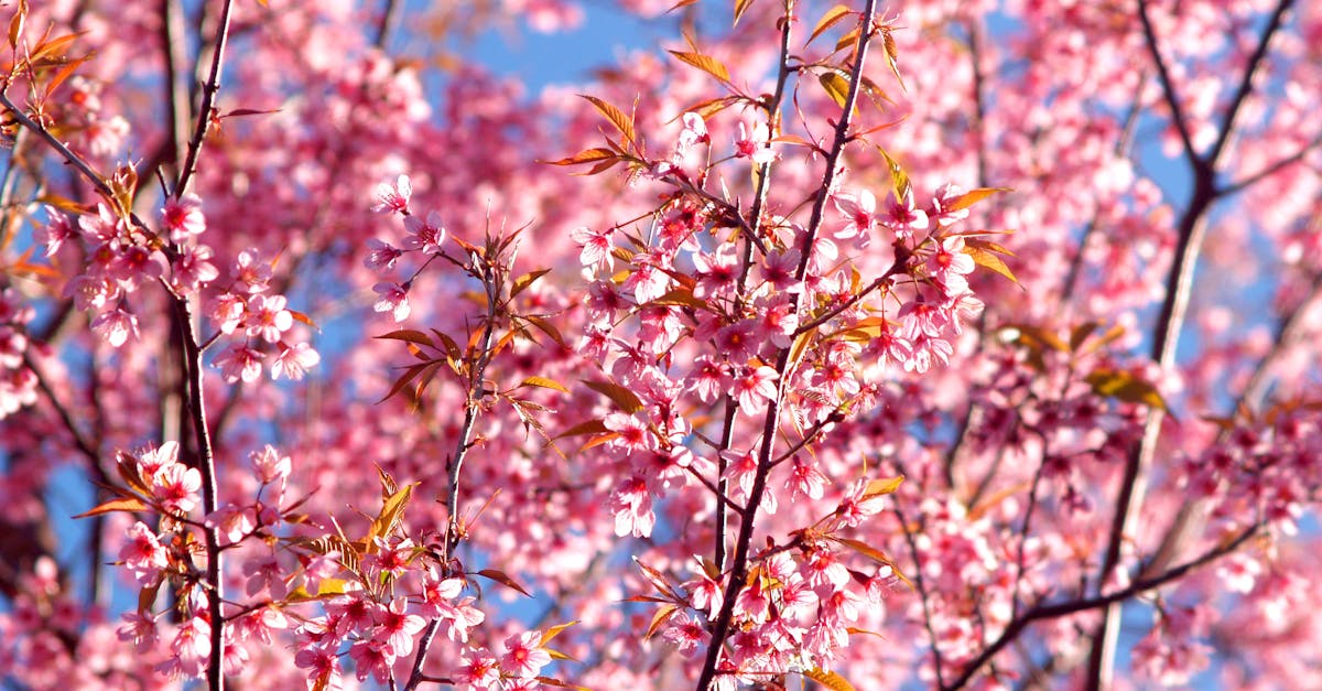 生活:草嶺櫻花季盛況空前 228連假吸引大批遊客