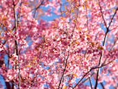 晴朗的蓝天下，粉红的樱花绽放出勃勃生机，宣告着春天的到来