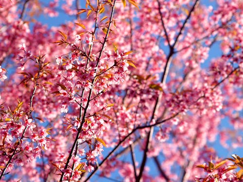 Free Shallow Focus Photography of Pink Tree Flowers Stock Photo