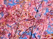 樱花树盛开的特写，鲜艳的粉红色花朵映衬在晴朗的蓝天下