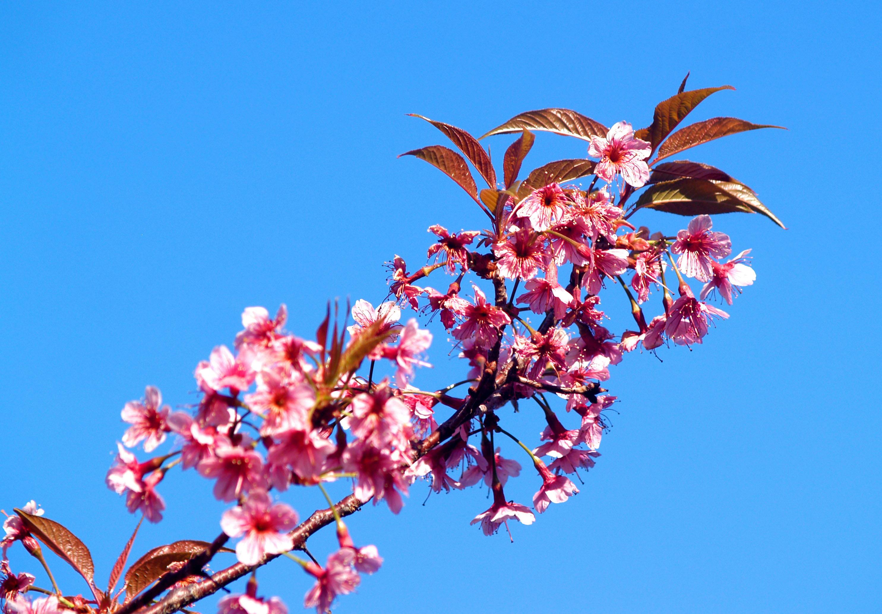 明亮的粉红色樱花特写映衬着深蓝色的天空，捕捉到了春天的精髓