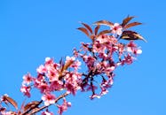 明亮的粉红色樱花特写映衬着深蓝色的天空，捕捉到了春天的精髓