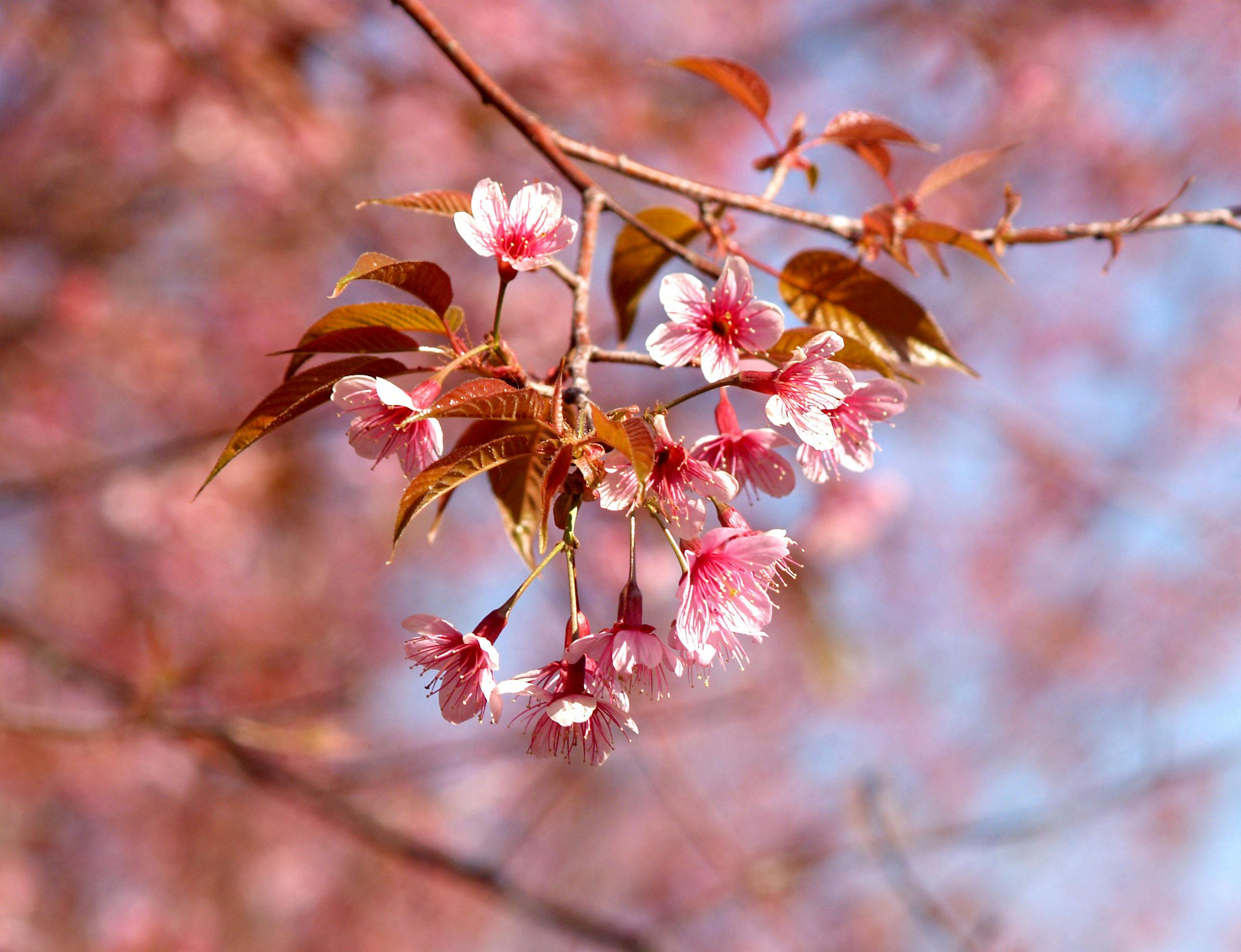 6 Different Types of Sakura Trees in Japan