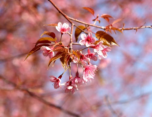 Бесплатное стоковое фото с безмятежный, весна, ветви деревьев