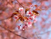 春天里，美丽的樱花盛开，营造出宁静而多彩的景象