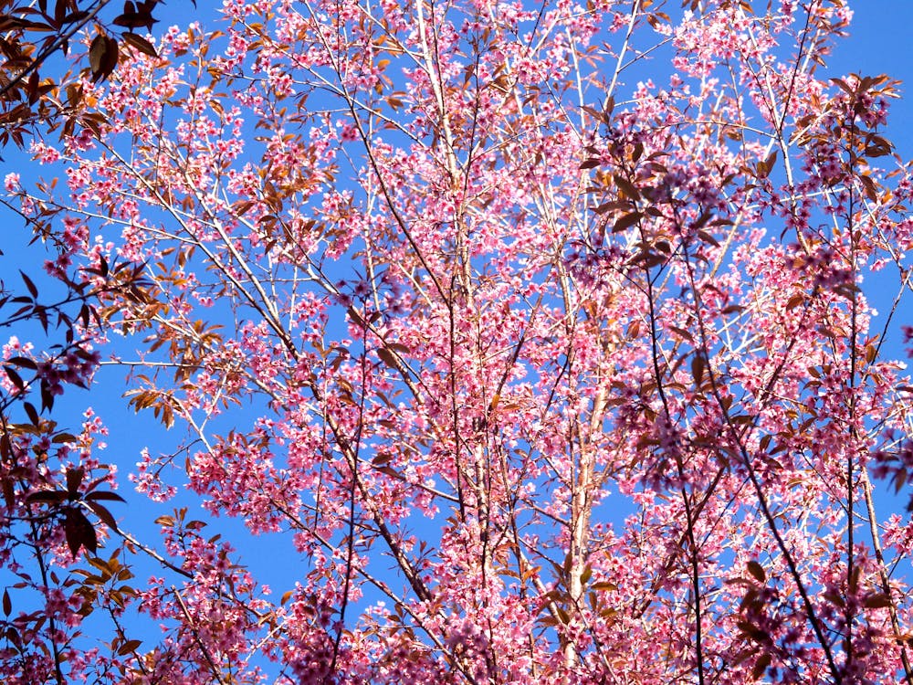 Pink Flowering Tree