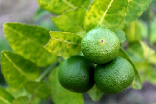 Free stock photo of food, healthy, blur, leaves
