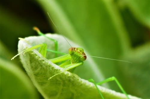 Free Close Up Shot of a Grasshopper Stock Photo