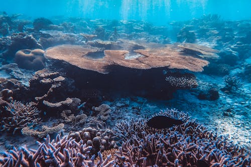 Kostenloses Stock Foto zu blaues wasser, fisch, korallen