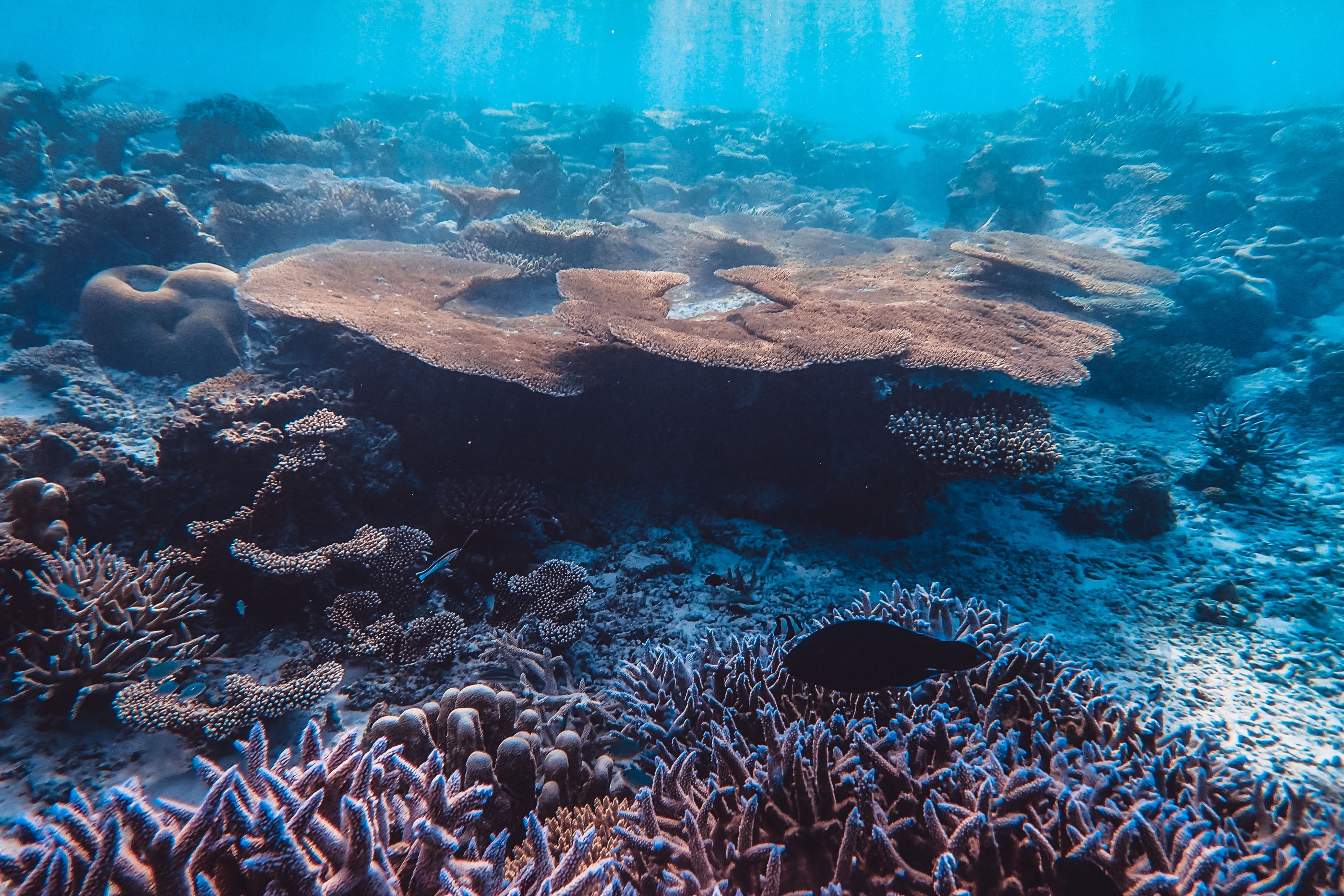 Coral reef shelf under clear blue water. Photo by wewe yang on Pexels