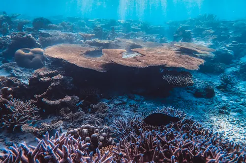 Coral Reef Declared Dead in the 1960s Found Alive in Benin