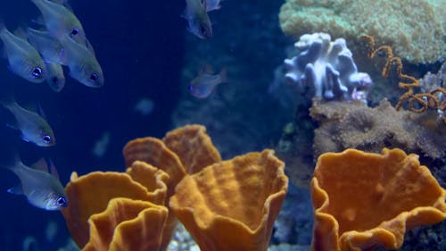 Immagine gratuita di acquatico, barriera corallina, glassfish