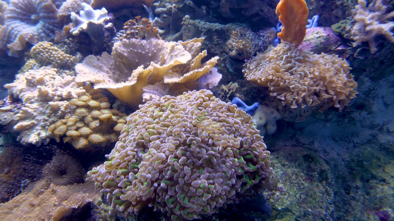 바다, 바다의, 산호초의 무료 스톡 사진