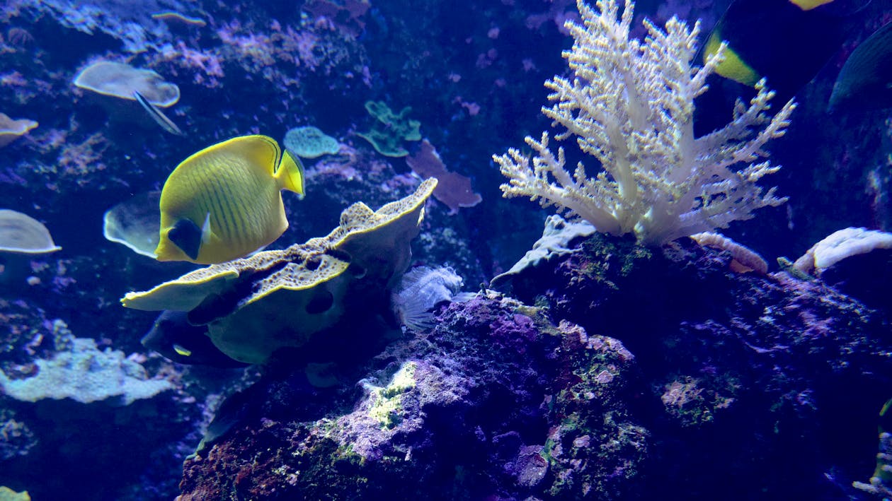 Fotos de stock gratuitas de acuático, arrecife, bajo el agua