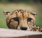 Closeup shot of young leopard sitting on grass in savanna and looking attentively on prey in daylight