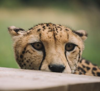 Closeup shot of young leopard sitting on grass in savanna and looking attentively on prey in daylight