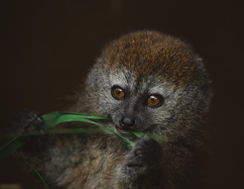 Cute monkey sitting on ground and eating green fresh leaves in jungle on darkness