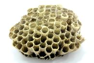 Beehive in Close Up