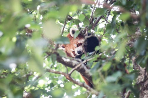 Free Red Panda on the Tree Stock Photo