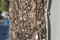 Close Up Shot of a Tree Trunk