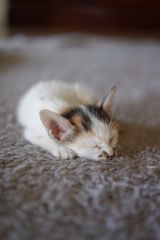 一只可爱的小猫正安静地睡在室内舒适的纹理地毯上