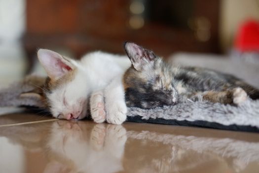 两只可爱的小猫安详地睡在室内软毯上，展示着它们毛茸茸的纯真